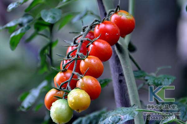 無土栽培，無土栽培技術，無土栽培設備