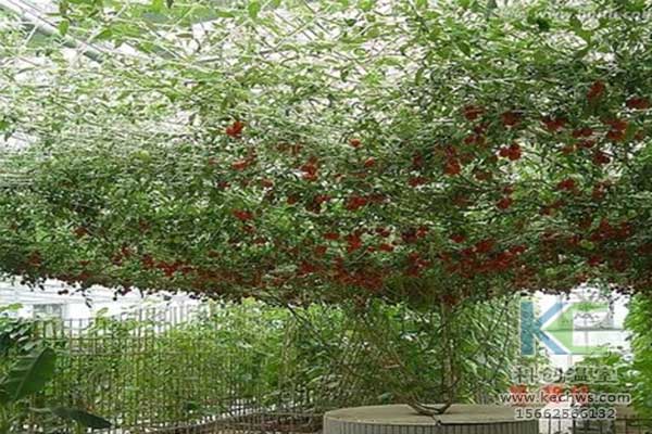 無土栽培，無土栽培技術，無土栽培設備