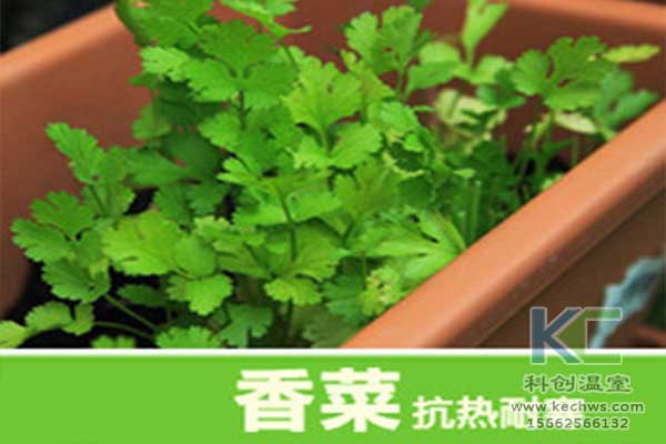 無土栽培，無土栽培技術，無土栽培設備