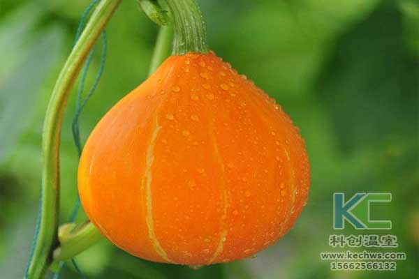 無土栽培，無土栽培技術，無土栽培設備