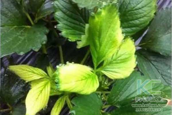 無土栽培，無土栽培技術(shù)