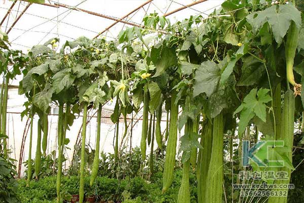 無(wú)土栽培，無(wú)土栽培技術(shù)，無(wú)土栽培設(shè)備