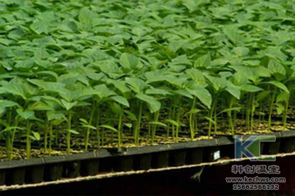 無土栽培，無土栽培技術，無土栽培設備