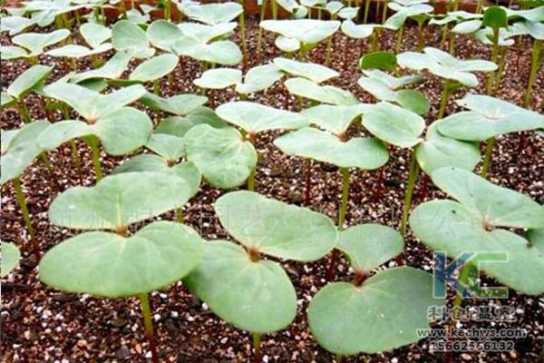 無土栽培，無土栽培技術