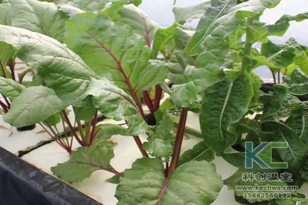 無土栽培，無土栽培技術