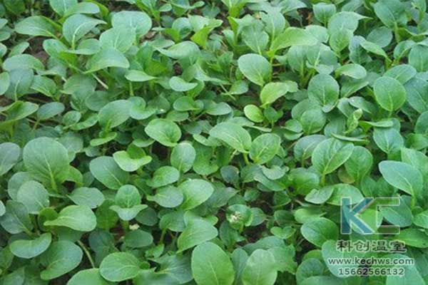 無(wú)土栽培，無(wú)土栽培技術(shù)，無(wú)土栽培設(shè)備