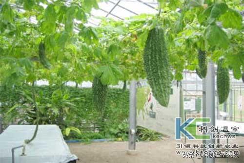 無土栽培，無土栽培技術(shù)，無土栽培設(shè)備