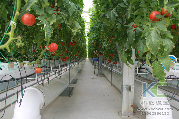 無土栽培技術，無土栽培設備，無土栽培，溫室大棚