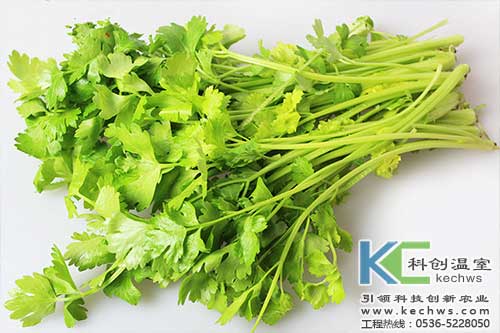 無土栽培，無土栽培技術(shù)，無土栽培設(shè)備