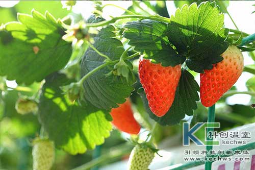 無土栽培,無土栽培技術(shù),無土栽培設(shè)備