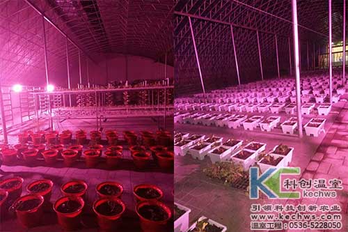 山西,無土栽培,無土栽培技術