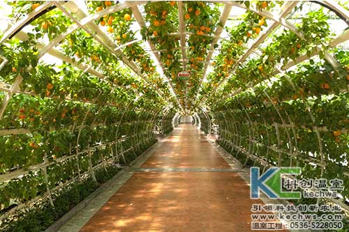 無土栽培，無土栽培技術，無土栽培設備