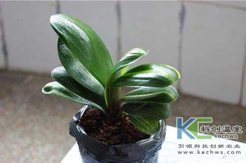 無土栽培，無土栽培技術(shù)，無土栽培設(shè)備