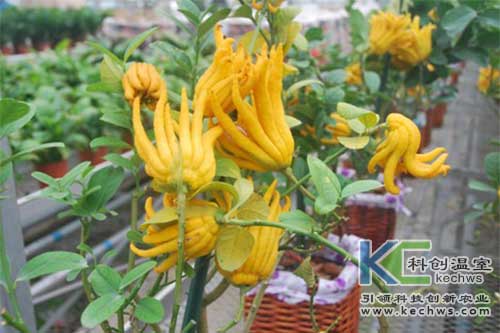 無土栽培，無土栽培技術，無土栽培設備