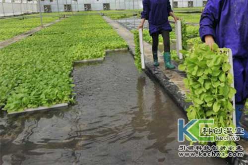 無(wú)土栽培，無(wú)土栽培技術(shù)，無(wú)土栽培設(shè)備