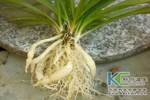 無(wú)土栽培,基質(zhì)栽培,吊蘭