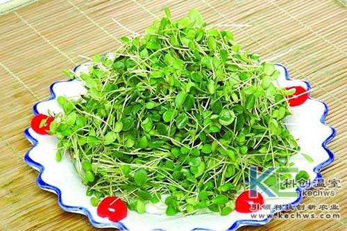 無土栽培，無土栽培技術，無土栽培設備