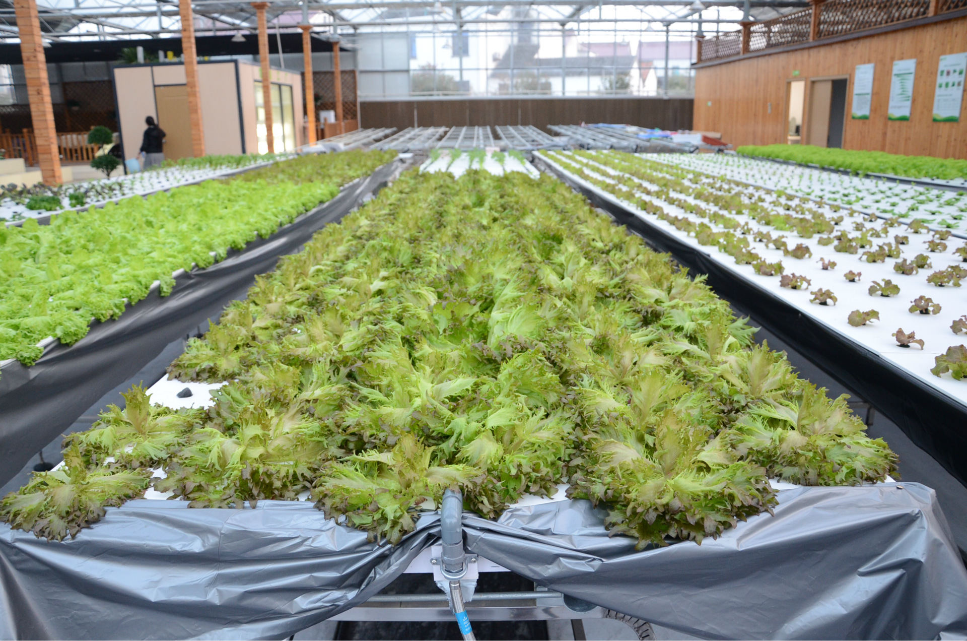 無土栽培，無土栽培技術(shù)，無土栽培設(shè)備