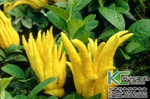 無土栽培，無土栽培技術，無土栽培設備