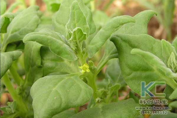 無土栽培，無土栽培技術，無土栽培設備