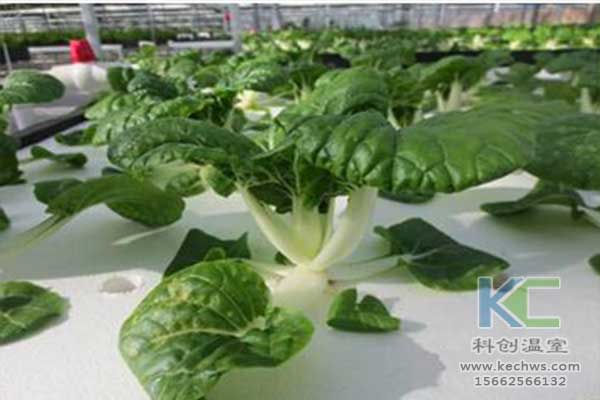 無土栽培，無土栽培技術，無土栽培設備