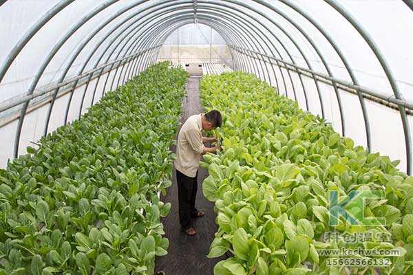 無土栽培，無土栽培技術，無土栽培設備