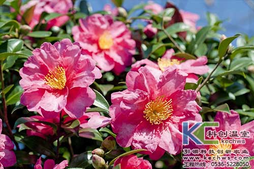 無(wú)土栽培，無(wú)土栽培技術(shù)，無(wú)土栽培設(shè)備