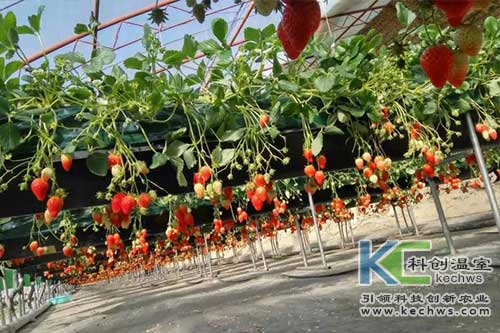 無土栽培，無土栽培技術(shù)，無土栽培設(shè)備