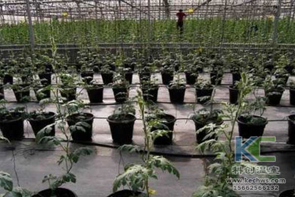 無土栽培，無土栽培技術，無土栽培設備