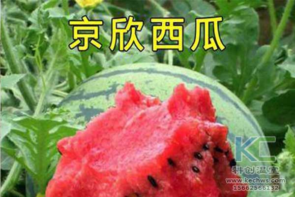 無土栽培，無土栽培技術(shù)，無土栽培設(shè)備