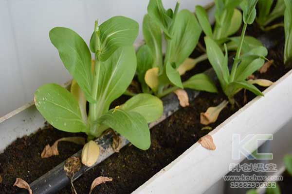 無土栽培，無土栽培技術，無土栽培設備