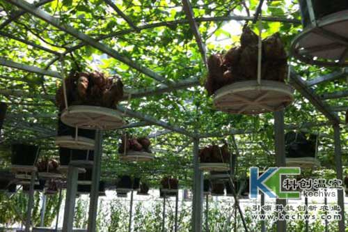 無土栽培，無土栽培技術(shù)，無土栽培設(shè)備