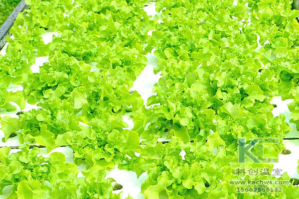 無土栽培,無土栽培技術,無土栽培設備