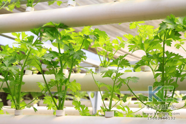 無土栽培，設備，無土栽培設備，設施