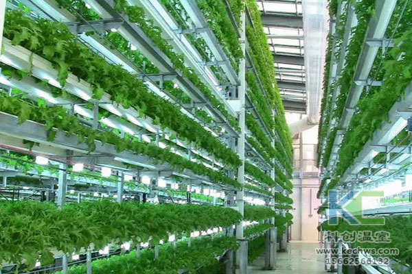 無土栽培,無土栽培技術(shù),溫室大棚,無土栽培蔬菜