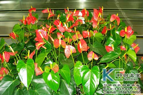 無土栽培，無土栽培技術(shù)，無土栽培設(shè)備