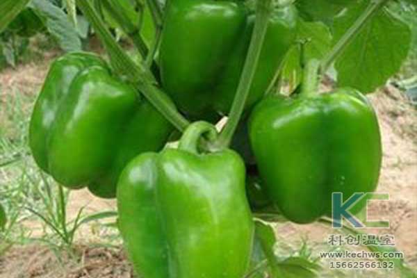 無土栽培，無土栽培技術