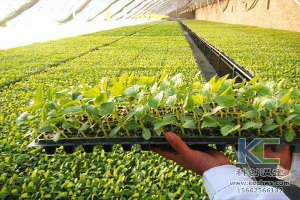 無(wú)土栽培，無(wú)土栽培技術(shù)，無(wú)土栽培設(shè)備
