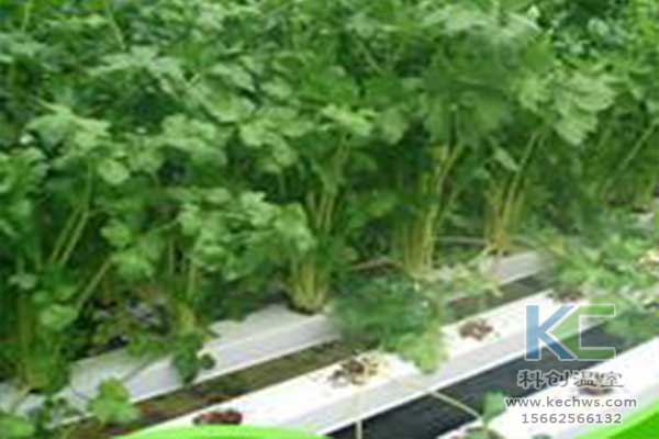 無土栽培，無土栽培技術(shù)，無土栽培設(shè)備