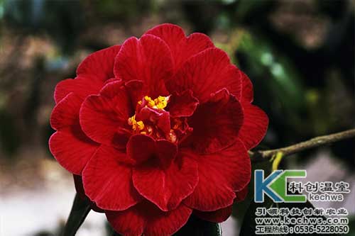 無(wú)土栽培，無(wú)土栽培技術(shù)，無(wú)土栽培設(shè)備