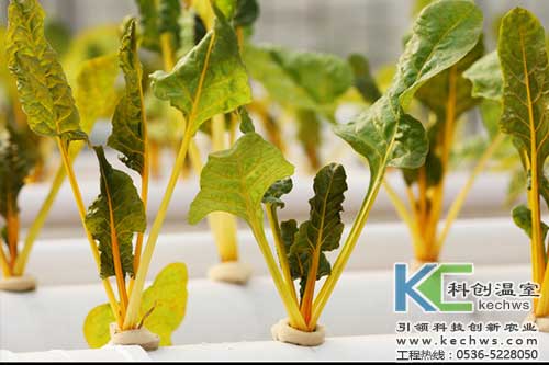 無土栽培，無土栽培技術，無土栽培設備