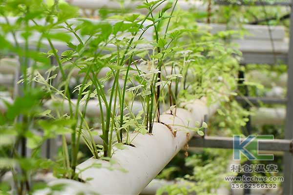 無(wú)土栽培技術(shù)，無(wú)土栽培蔬菜