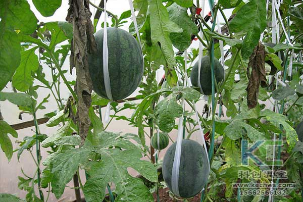 無土栽培，無土栽培技術(shù)，無土栽培設(shè)備