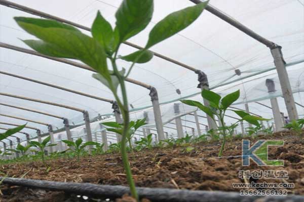 無(wú)土栽培，無(wú)土栽培技術(shù)，無(wú)土栽培設(shè)備