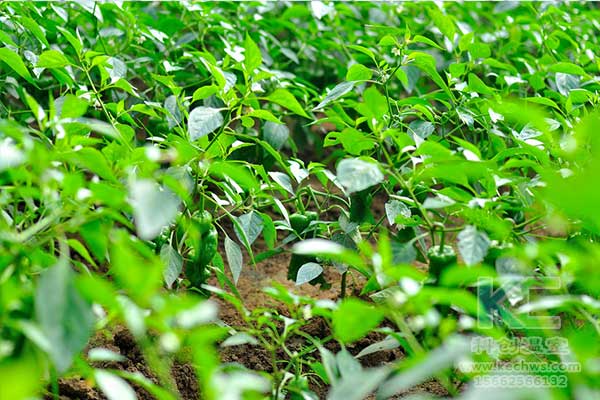 無土栽培，無土栽培技術(shù)，無土栽培基質(zhì)