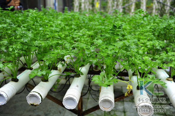無(wú)土栽培,無(wú)土栽培技術(shù),無(wú)土栽培設(shè)備