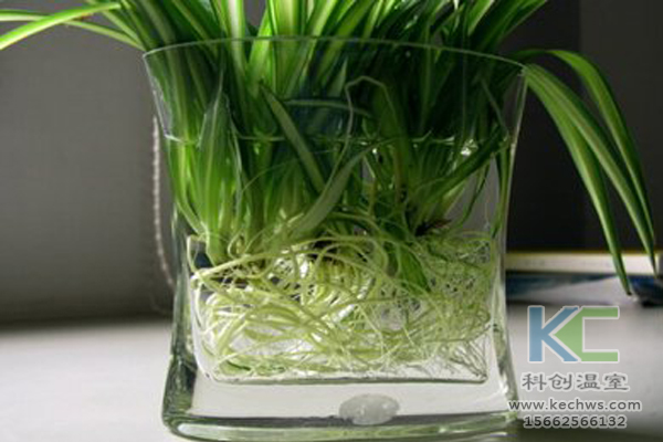 無土栽培，無土栽培技術，無土栽培設備