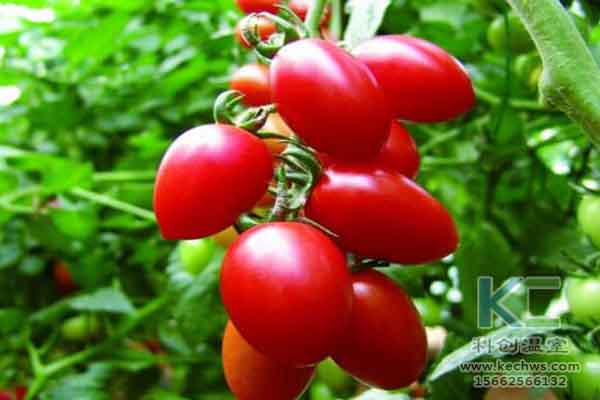 無土栽培技術，無土栽培設備，溫室大棚，蔬菜大棚