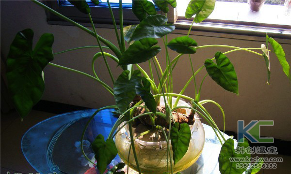 無(wú)土栽培，無(wú)土栽培技術(shù)，無(wú)土栽培設(shè)備