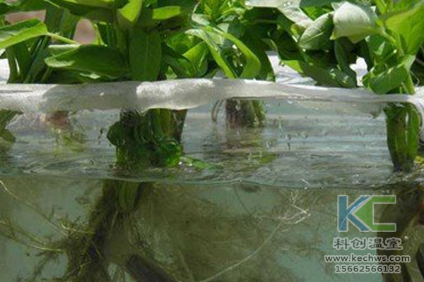 魚菜共生系統(tǒng)，無(wú)土栽培技術(shù)，無(wú)土栽培，溫室大棚